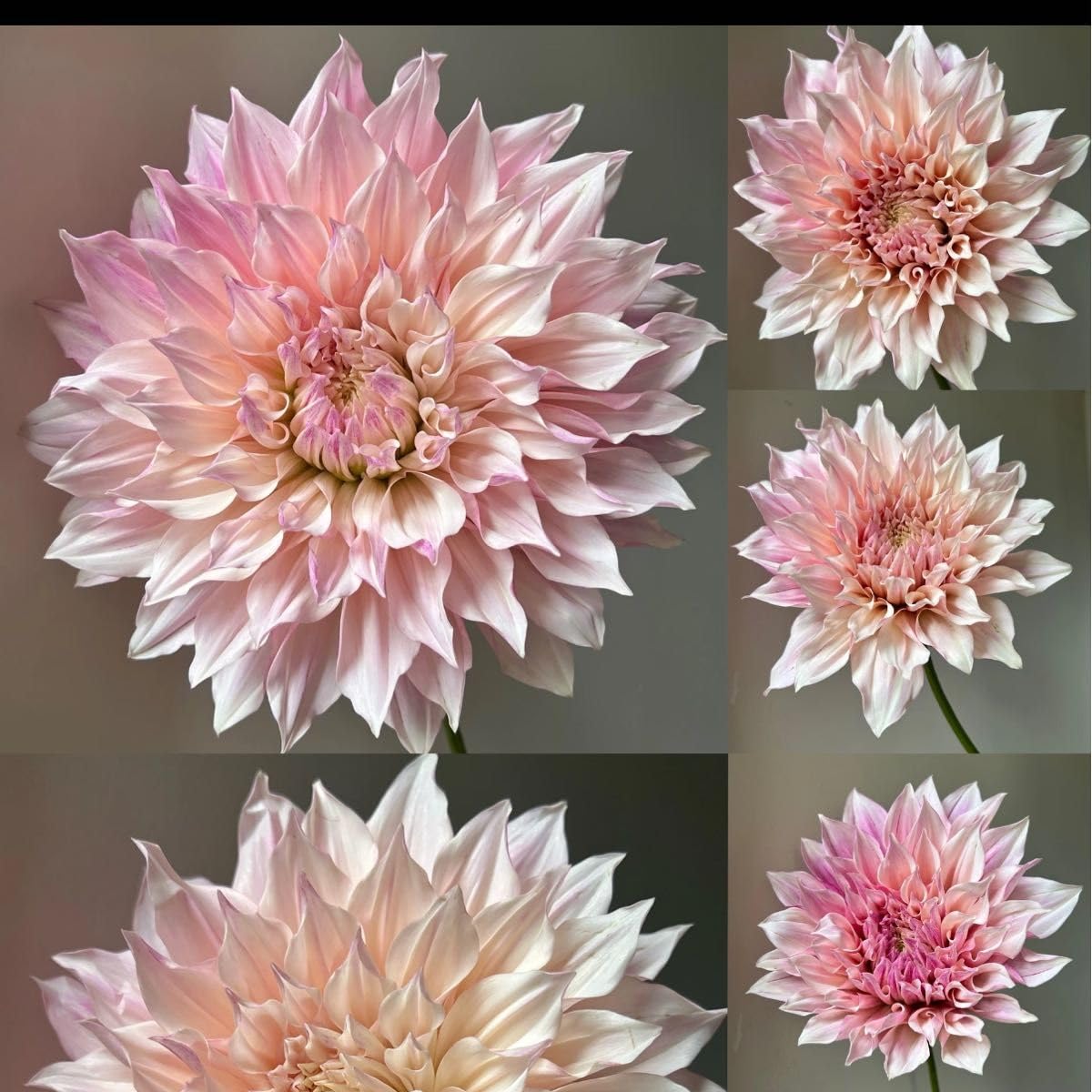 Amazon.co.jp: ロイヤルカフェオレダリア 多年草 球根 花 : DIY・工具